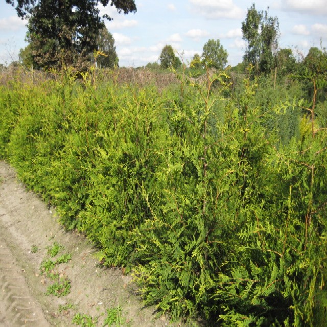 Thuja occidentalis 'Brabant'